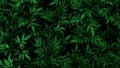 Green leaf background, Green leaves wall texture for background Royalty Free Stock Photo