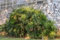 Green leaf background of lady palm in a garden.Rhapis excelsa