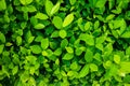 Green leaf background