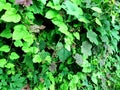 Green leaf background Medicinal palnts