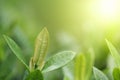 Closeup view of green leaf under sunlight. Nature and Freshness background Royalty Free Stock Photo