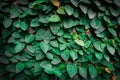 Green leaf background