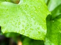 Green leaf background with raindrops Royalty Free Stock Photo