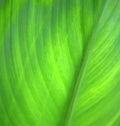 Green leaf background