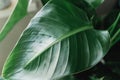 green leaf background. Strelicia leaf close up at home. Indoor gardening. Hobby. Green houseplants. Modern room decor, interior.