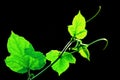 Green leaf background Royalty Free Stock Photo