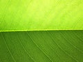 Green leaf background texture ( cassia fistula )