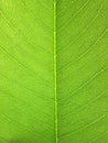 Green leaf background texture ( cassia fistula )