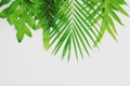 Green leaf background Royalty Free Stock Photo