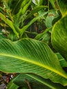 Green leaf background textures ecology garden on tropical rain forest jungle banana leaves palm tree. Greenery bright nature Royalty Free Stock Photo