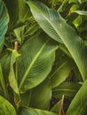 Green leaf background textures ecology garden on tropical rain forest jungle banana leaves palm tree. Greenery bright nature Royalty Free Stock Photo