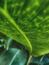 Green leaf background textures ecology garden on tropical rain forest jungle banana leaves palm tree. Greenery bright nature Royalty Free Stock Photo