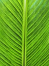 Green leaf background textures ecology garden on tropical rain forest jungle banana leaves palm tree. Greenery bright nature Royalty Free Stock Photo