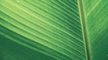 Green leaf background textures ecology garden on tropical rain forest jungle banana leaves palm tree. Greenery bright nature Royalty Free Stock Photo