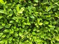 Green leaf background Royalty Free Stock Photo