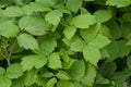 Green leaf background. Verdant leaves texture. Virid wood.Selective focus. Royalty Free Stock Photo