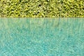 Green leaf background vine wall with Green swimming pool rippled Royalty Free Stock Photo