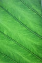 Green leaf background with water droplets after rain in rich nature. Royalty Free Stock Photo