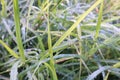 Green leaf background with water droplets after rain in rich nature. Royalty Free Stock Photo