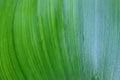 Green leaf background with water droplets after rain in rich nature. Royalty Free Stock Photo