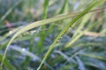 Green leaf background with water droplets after rain in rich nature. Royalty Free Stock Photo