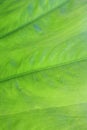 Green leaf background with water droplets after rain in rich nature. Royalty Free Stock Photo
