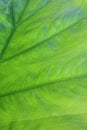 Green leaf background with water droplets after rain in rich nature. Royalty Free Stock Photo