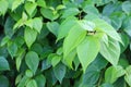 Green leaf background with water droplets after rain in rich nature. Royalty Free Stock Photo