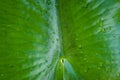 Green leaf background with water drops. Water-lily Royalty Free Stock Photo