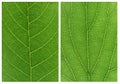 Green leaf backgrounds patterns