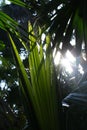 Green leaf in backlight Royalty Free Stock Photo