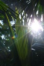 Green leaf in backlight Royalty Free Stock Photo