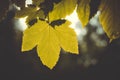 Green leaf backlit by sun on blurred background Royalty Free Stock Photo