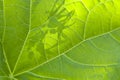 Green leaf backlit by the sun macro Royalty Free Stock Photo