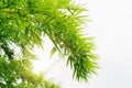 green leaf bamboo isolate on white background Royalty Free Stock Photo