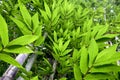 Green leaf bamboo is nature abstract background Royalty Free Stock Photo