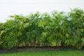 Green leaf of bamboo palm or lady palm