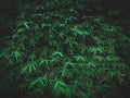 green leaf of bamboo tree, close up and color abstract Royalty Free Stock Photo