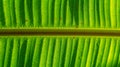 Green leaf banana with bubble drop on leaves and shadow Royalty Free Stock Photo