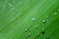 Green leaf of a banana palm with drops of water after a rain. Royalty Free Stock Photo