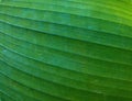 Green leaf of banana palm tree, musa, close up as exotic tropical botanical natural texture, backdrop and background Royalty Free Stock Photo