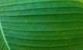 Green leaf of banana palm tree, musa, close up as exotic tropical botanical natural texture, backdrop and background Royalty Free Stock Photo