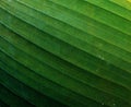 Green leaf of banana palm tree, musa, close up as exotic tropical botanical natural texture, backdrop and background Royalty Free Stock Photo