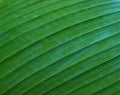 Green leaf of banana palm tree, musa, close up as exotic tropical botanical natural texture, backdrop and background Royalty Free Stock Photo