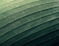 Green leaf of banana palm tree, musa, close up as exotic tropical botanical natural texture, backdrop and background Royalty Free Stock Photo