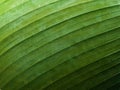 Green leaf of banana palm tree, musa, close up as exotic tropical botanical natural texture, backdrop and background Royalty Free Stock Photo