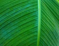 Green leaf of banana palm tree, musa, close up as exotic tropical botanical natural texture, backdrop and background