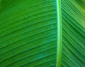 Green leaf of banana palm tree, musa, close up as exotic tropical botanical natural texture, backdrop and background Royalty Free Stock Photo