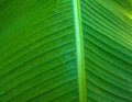 Green leaf of banana palm tree, musa, close up as exotic tropical botanical natural texture, backdrop and background Royalty Free Stock Photo