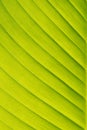 green leaf banana texture background Royalty Free Stock Photo
